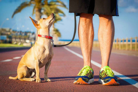 How fast can you run and how does it compare to the animal word? Are you quicker than a hippo or slower than a squirrel?